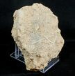 Fossil Jurassic Echinoderm (Acrosalenia) Spines - France #3172-2